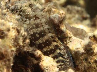 Salalarias Fasciatus